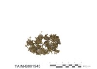 藏品(木靈苔屬)的圖片